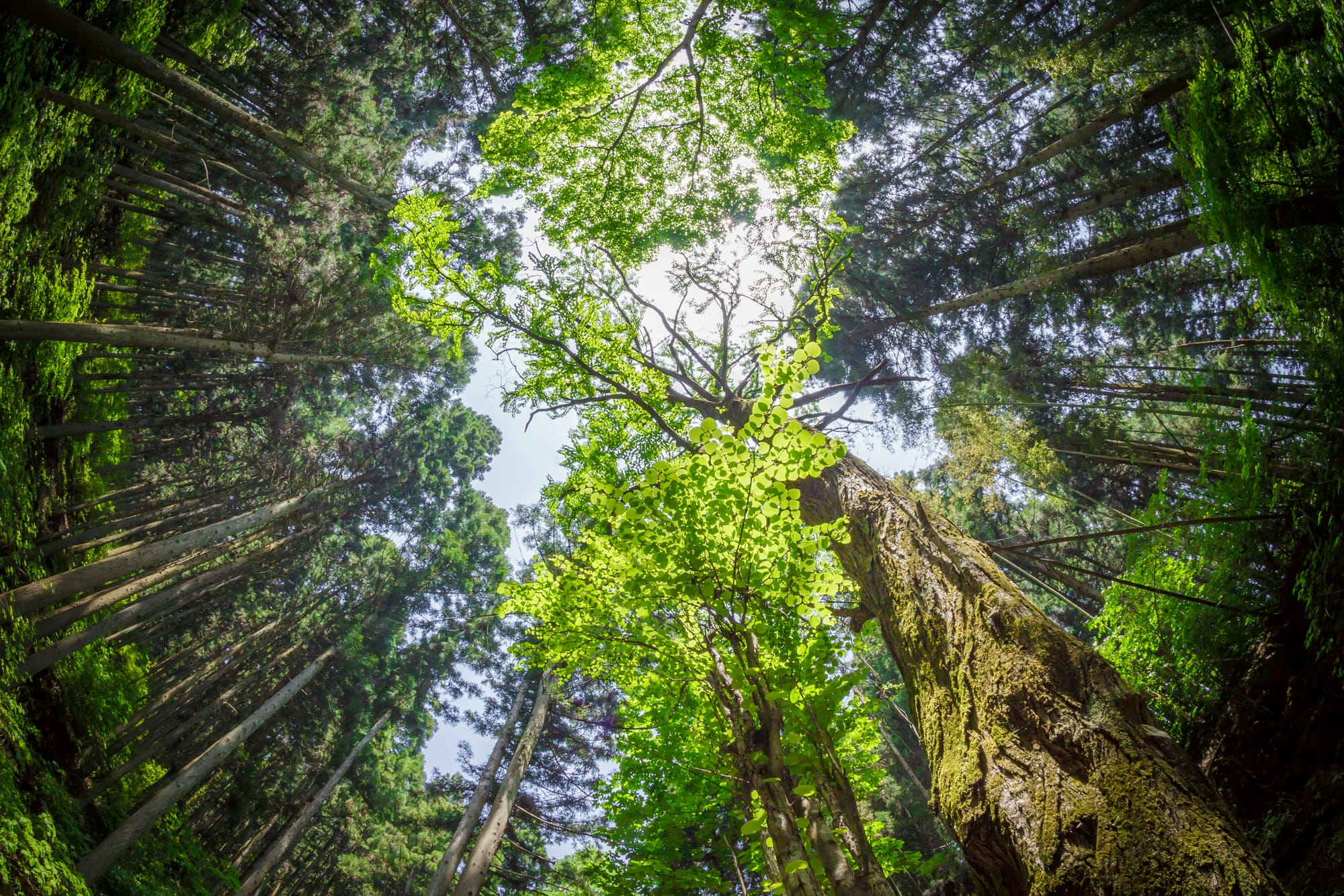 Waldbaden